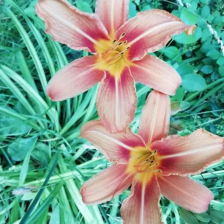 Oda ve Kahvaltı Killari *